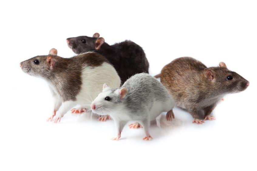 rat breeds