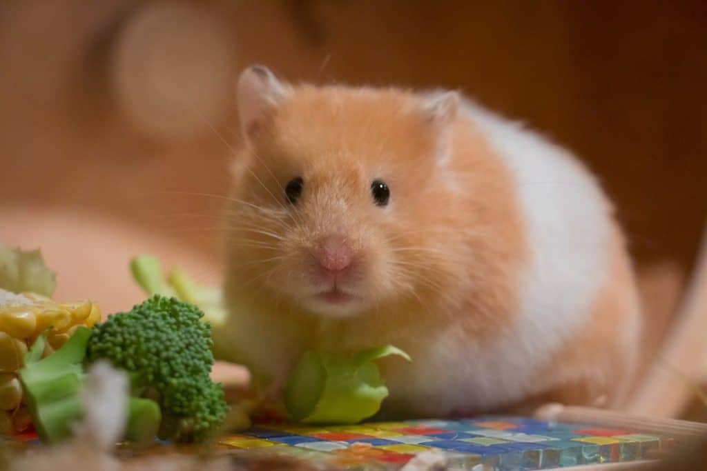 syrian hamster eating