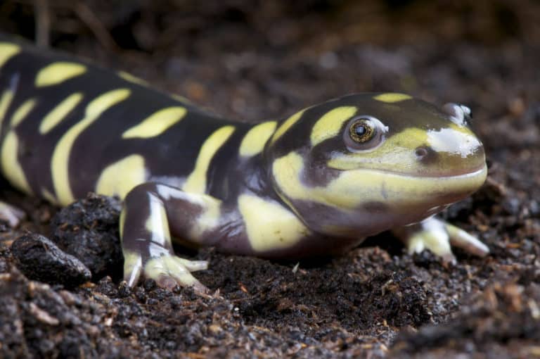 20 Best Beginner Reptiles and Amphibians - The Pet Savvy