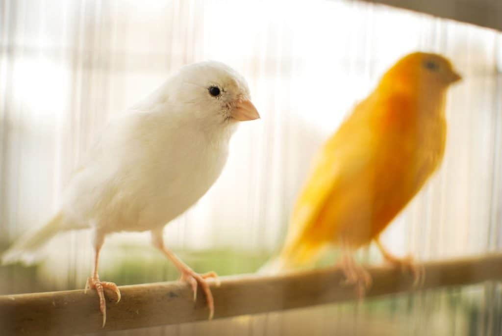 two canary birds in cage