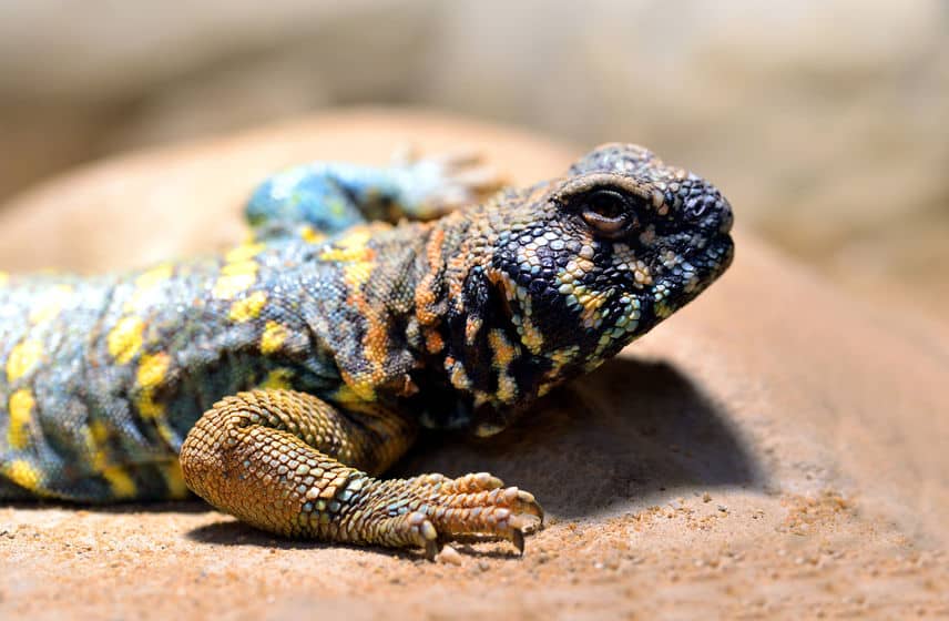 uromastyx colorful