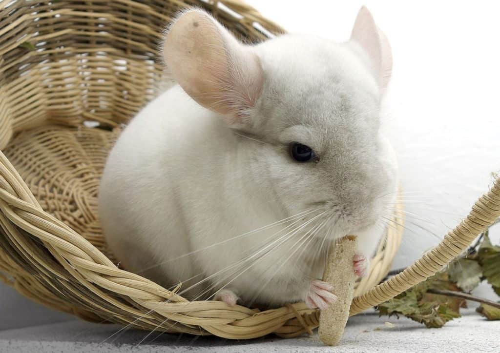 white fluffy chinchilla