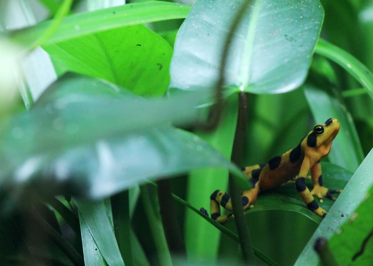 20 Best Beginner Reptiles and Amphibians - The Pet Savvy