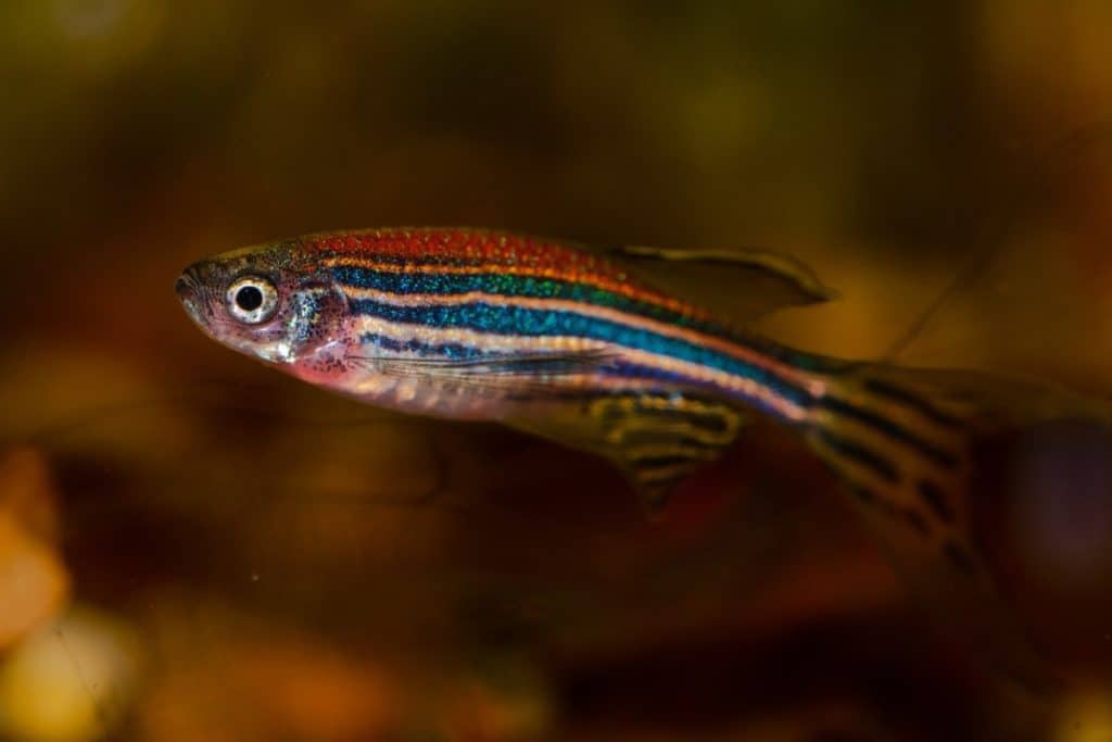 zebrafish zebra danio fish