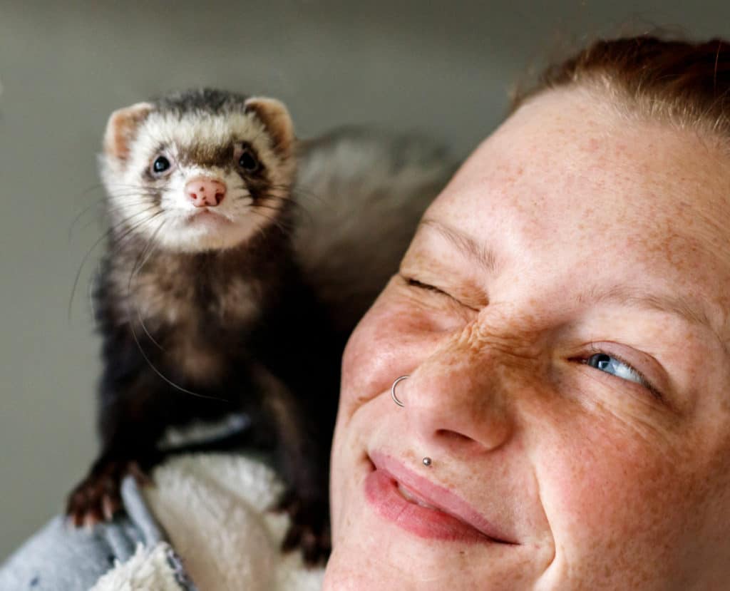 ferret playing on shoulder