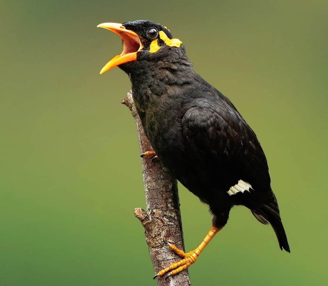 12 Best Birds That Can Talk The Pet Savvy