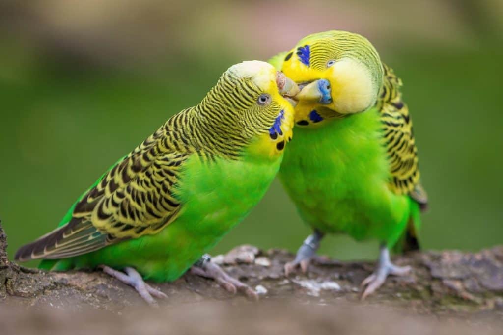 budgerigars kissing