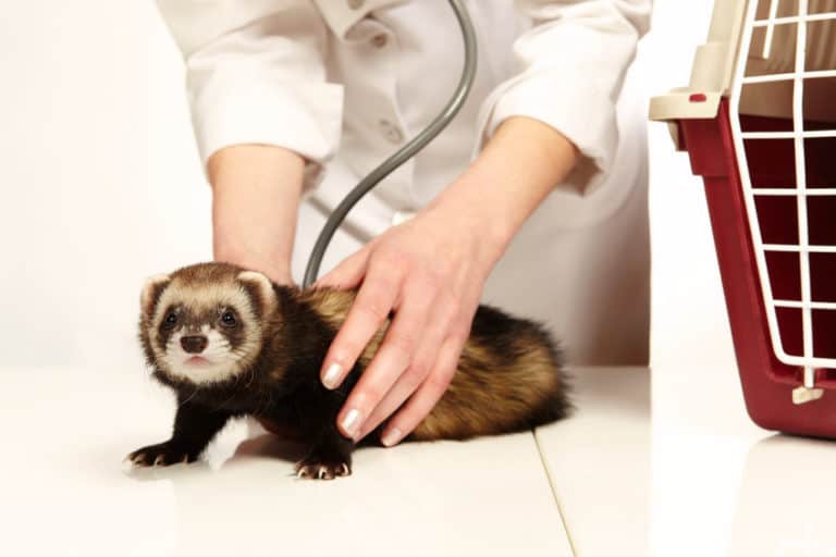 How Much Do Ferrets Cost? A Complete Breakdown (2023 Update) The Pet