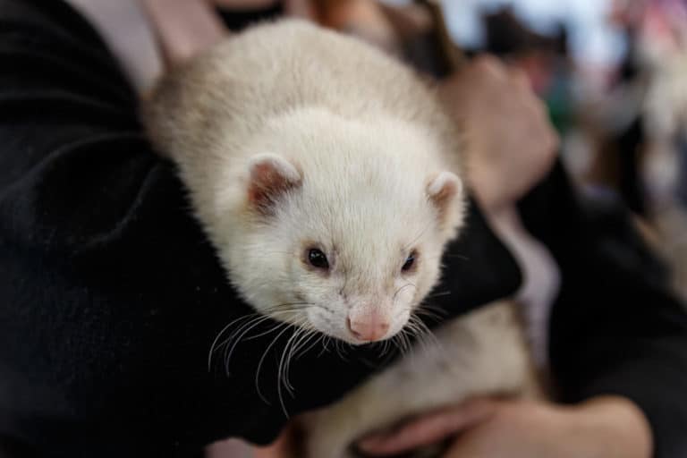 How Should I Hold My Ferret? (With Pictures) The Pet Savvy