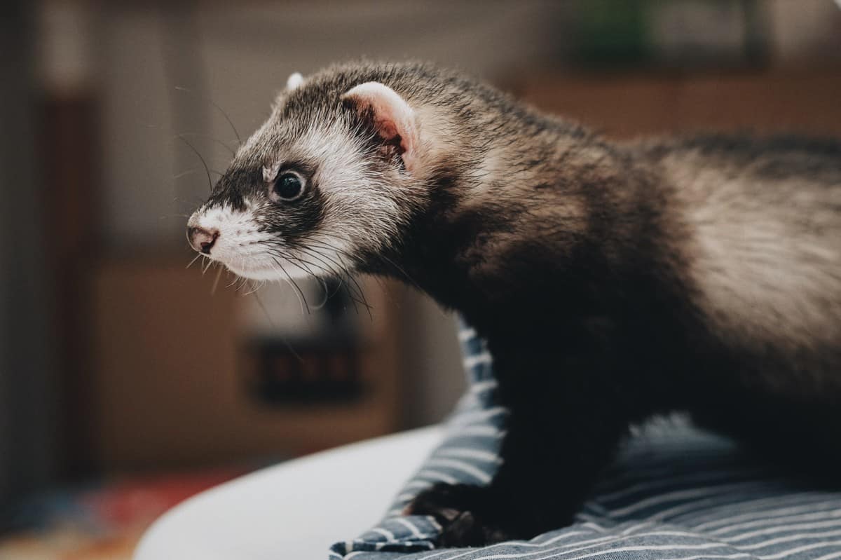 Weasel VS Ferret 8 Differences (With Pictures) The Pet Savvy