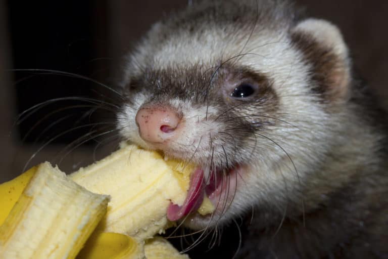 Can Ferrets Eat Fruits or Vegetables? The Pet Savvy