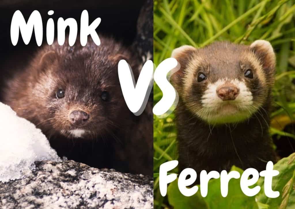 Mink VS Ferret 7 Differences (With Pictures) The Pet Savvy