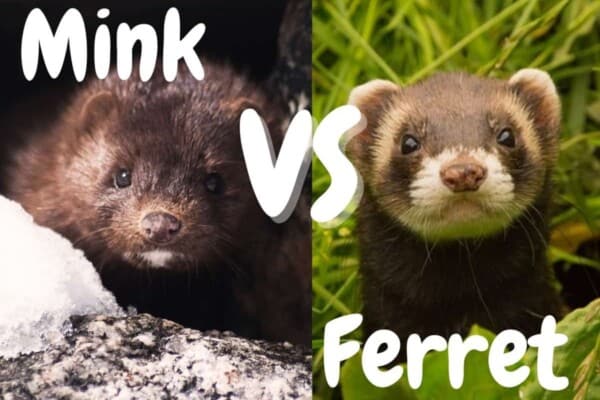 mink vs ferret