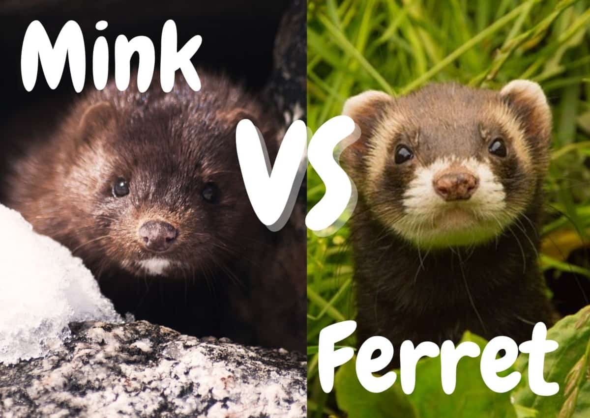 mink vs ferret