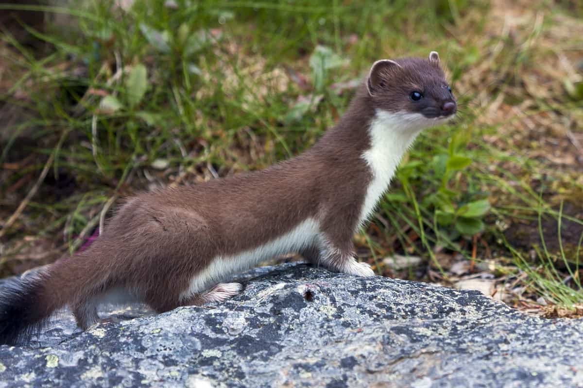 What Is The Difference Between Weasels and Ferrets? – thepetsavvy.com