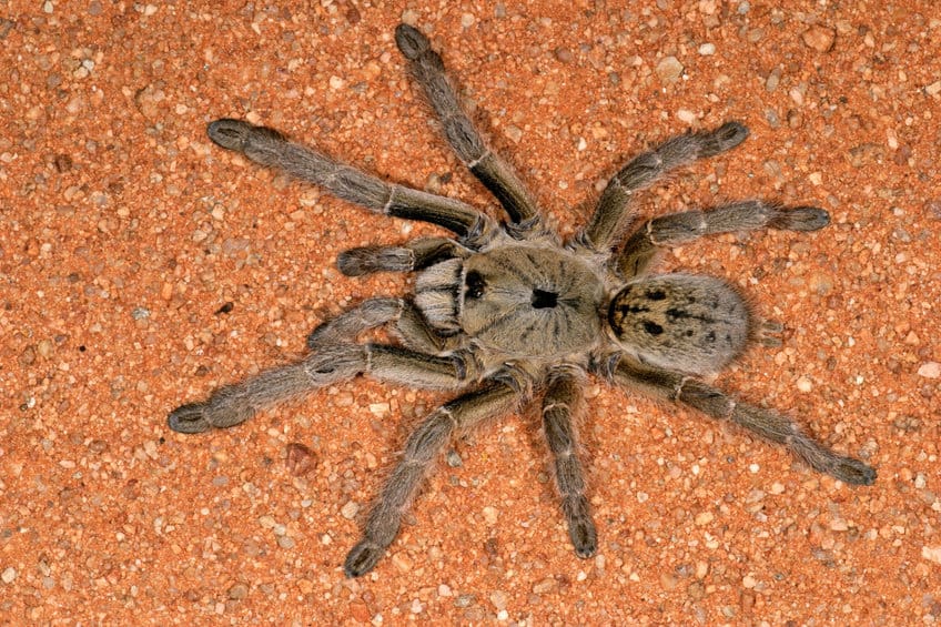 african rear-horned baboon tarantula