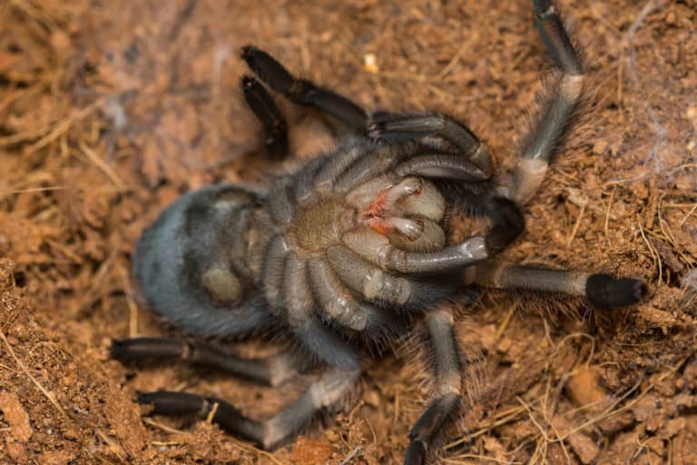 A Complete Guide on Tarantula Molting The Pet Savvy