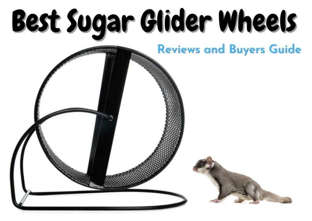 6 Best Sugar Glider Wheels in 2023 [Review and Buyers Guide] The Pet