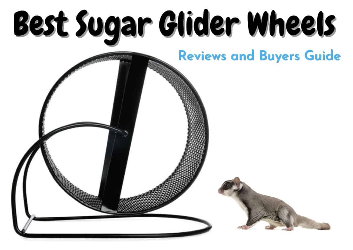 best sugar glider wheels