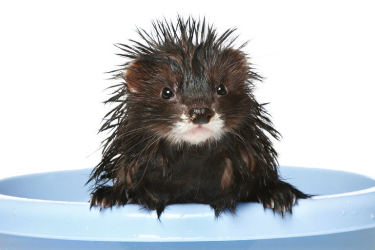 Can Ferrets Swim and Do They Like Water? What You Should Know! The Pet Savvy