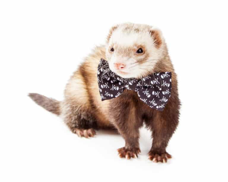 Are Ferrets Smart? Ferret Intelligence 101 The Pet Savvy