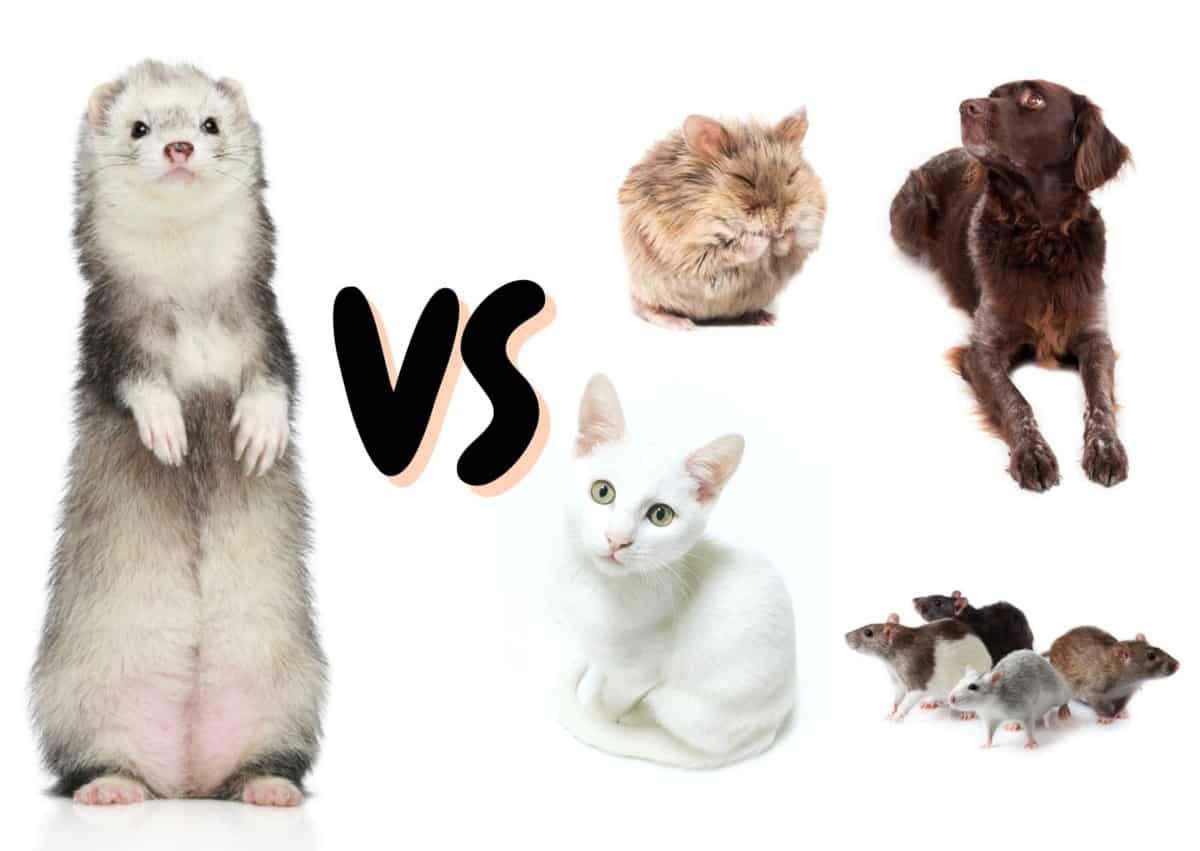 Are Ferrets Smart? Ferret Intelligence 101 The Pet Savvy