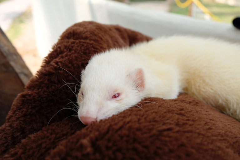 How To Comfort A Dying Ferret The Pet Savvy