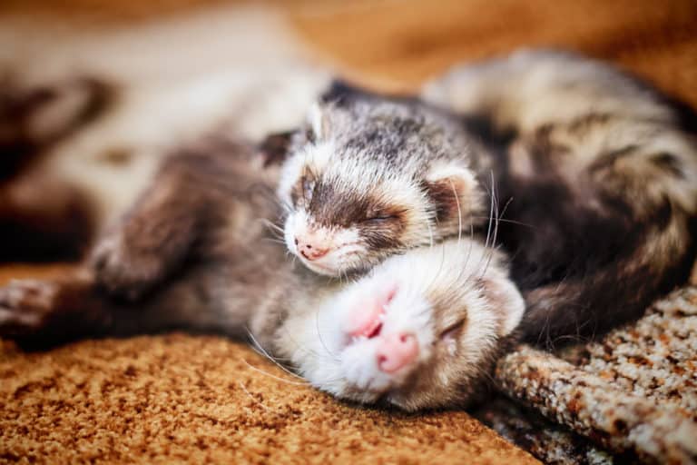 Are Ferrets Nocturnal? Ferret Sleep Explained The Pet Savvy