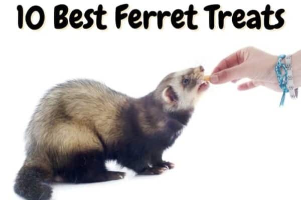 best ferret treats