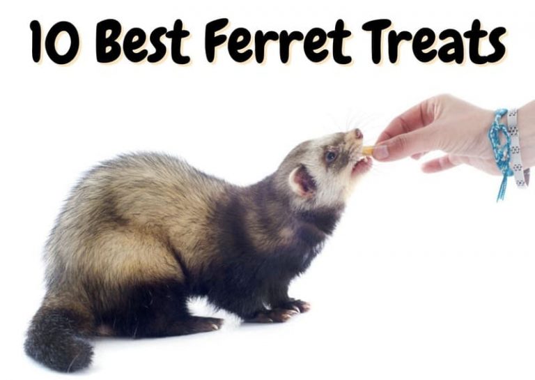 10 Best Ferret Treats (2023 Update) The Pet Savvy
