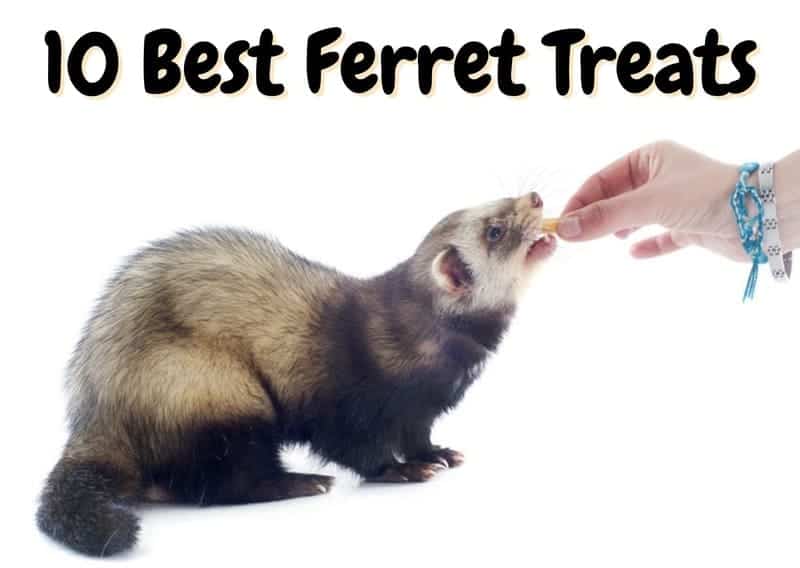 best ferret treats