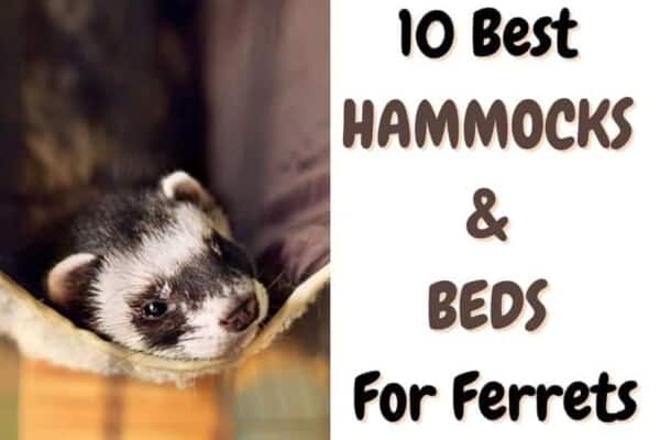 best hammocks and beds for ferrets