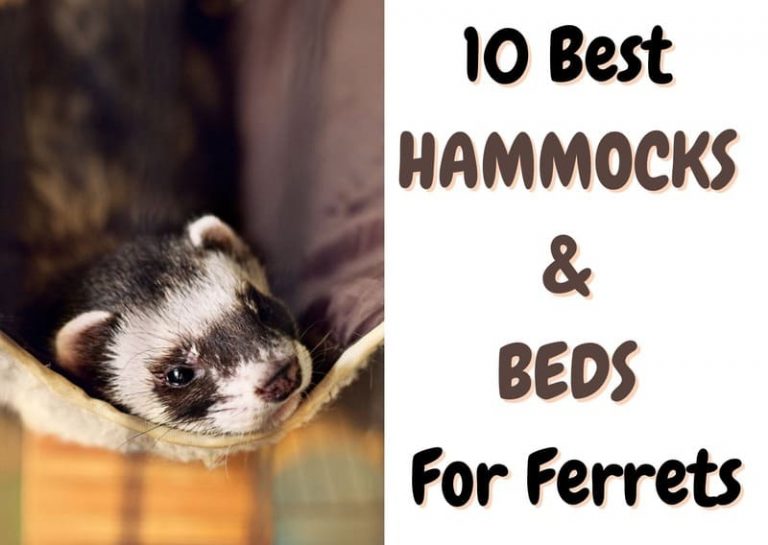 10 Best Hammocks and Beds For Ferrets (2023 Update) The Pet Savvy