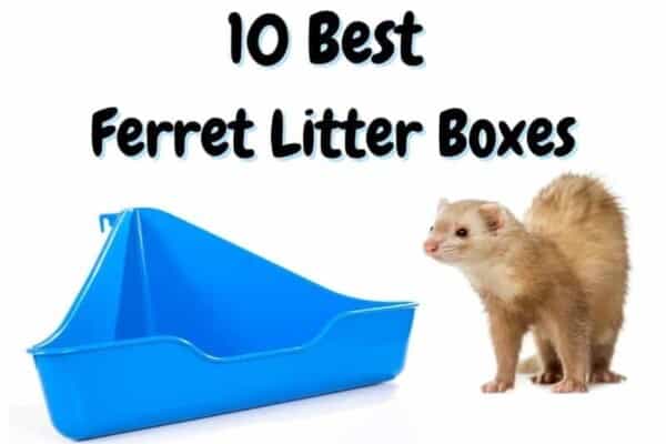 best ferret litter boxes