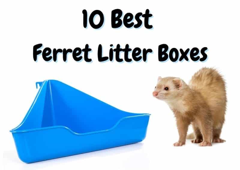 best ferret litter boxes