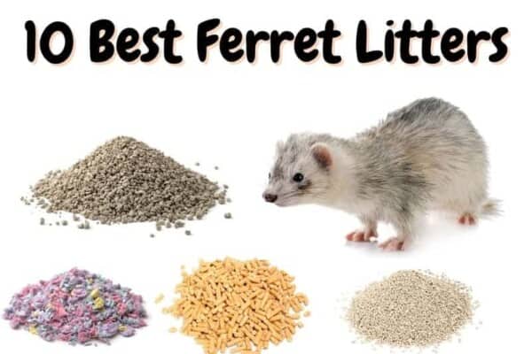 best ferret litters