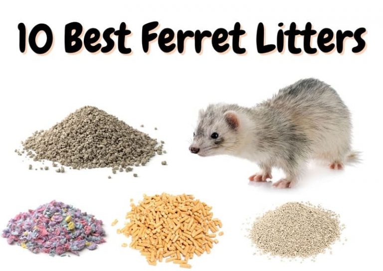10 Best Litters For Ferrets (2023 Update) The Pet Savvy