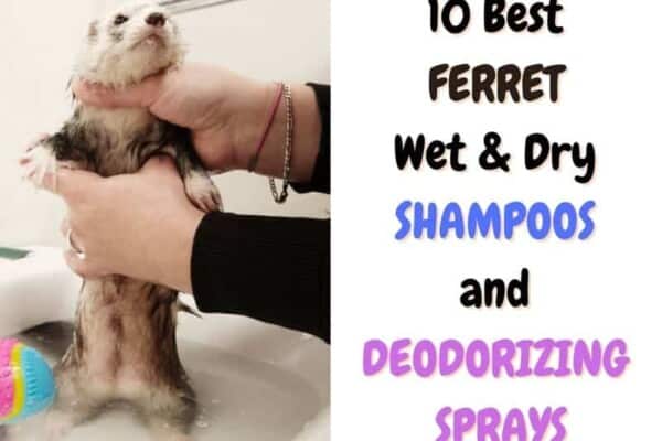 best ferret shampoos