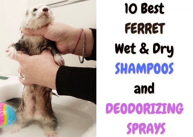 10 Best Ferret Shampoos and Deodorizing Sprays (2023 Update) The Pet