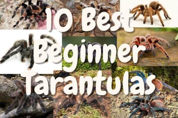 best beginner tarantulas