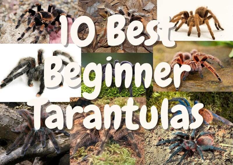 best beginner tarantulas