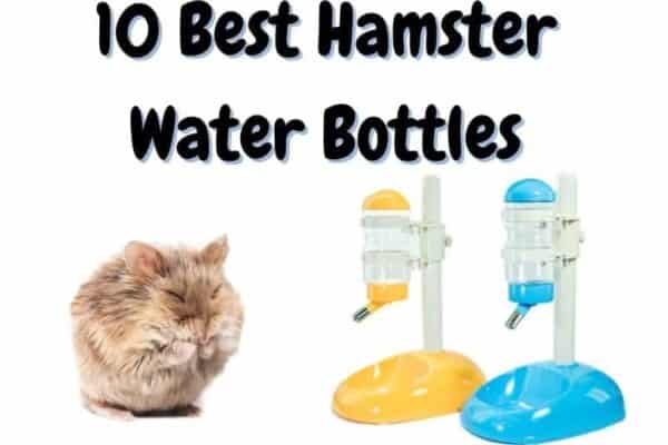 best hamster water bottles