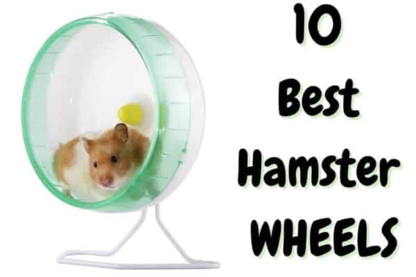 best hamster wheels