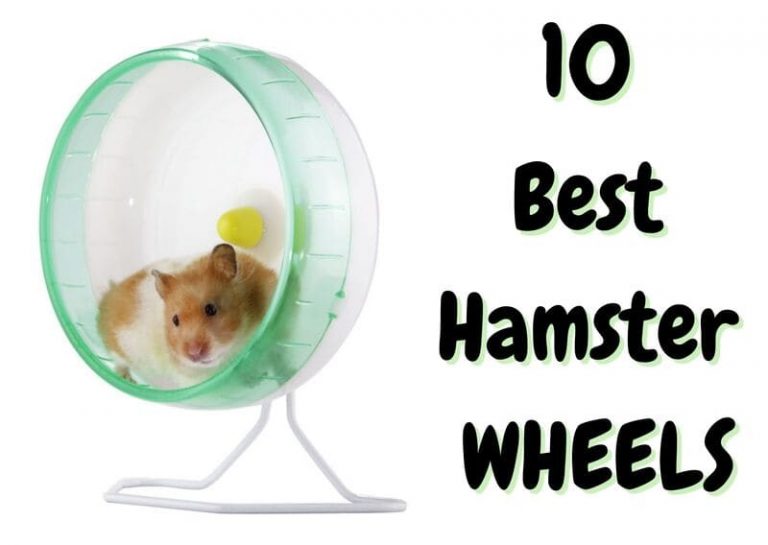 10 Best Hamster Wheels (2023 Update) The Pet Savvy