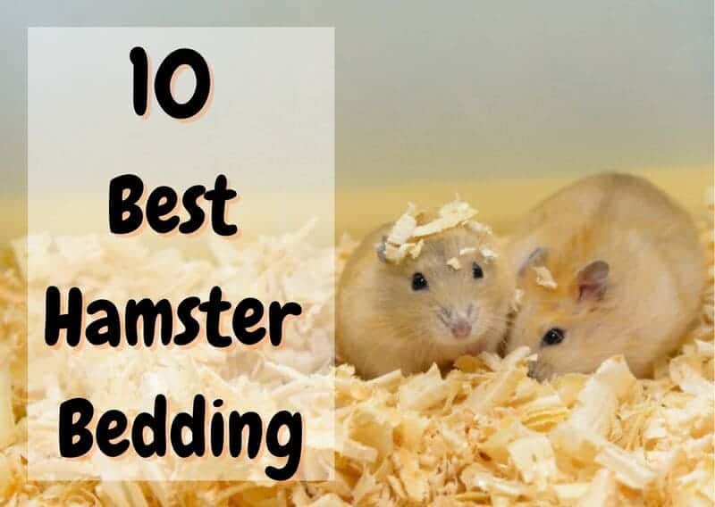 best hamster bedding