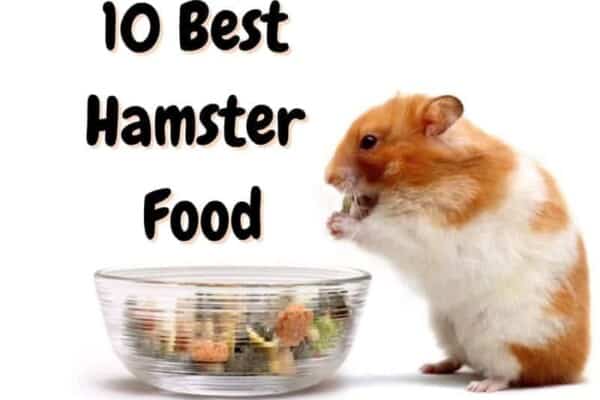 best hamster food
