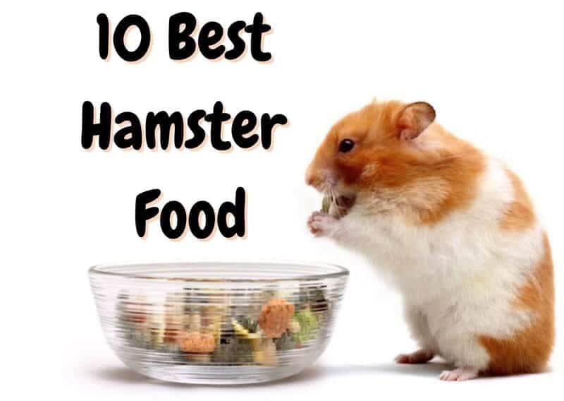 best hamster food