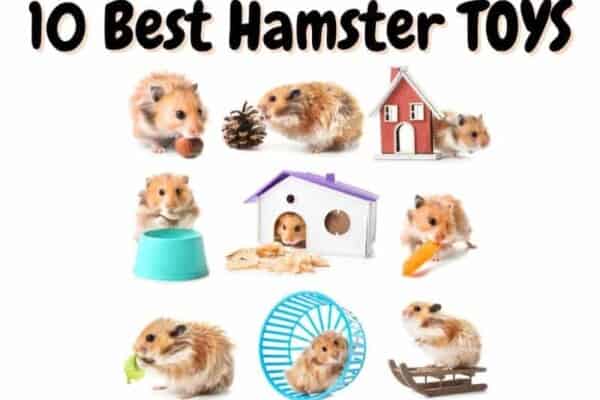 best hamster toys