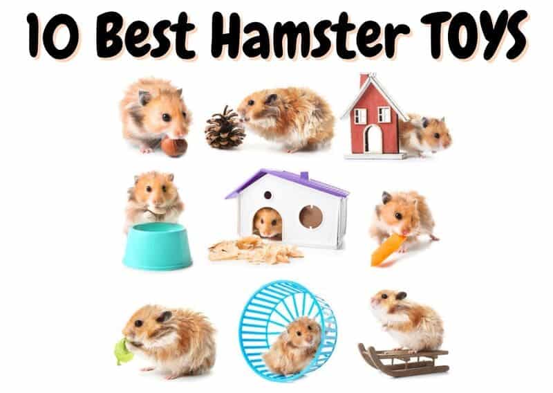 best hamster toys