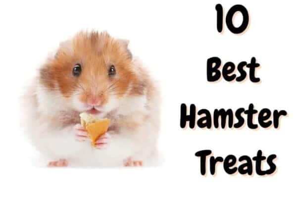 best hamster treats